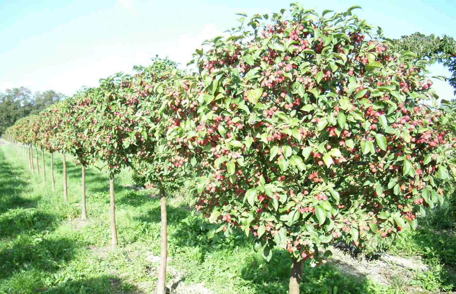 Фруктовая изгородь