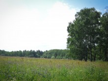 Близ оки - Заповедные поляны на Blizoki.ru (Близоки.ру)