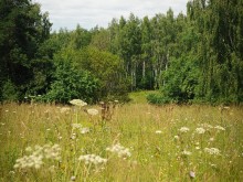 Близ оки - Заповедные поляны на Blizoki.ru (Близоки.ру)