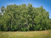 Близ оки - Заповедные поляны на Blizoki.ru (Близоки.ру)