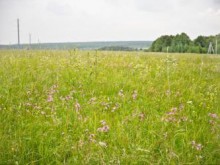 Близ оки - Изумрудная долина на Blizoki.ru (Близоки.ру)