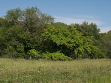 Близ оки - Одуванчиково на Blizoki.ru (Близоки.ру)