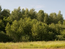 Близ оки - Одуванчиково на Blizoki.ru (Близоки.ру)