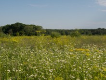 Близ оки - Одуванчиково на Blizoki.ru (Близоки.ру)