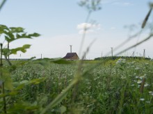 Близ оки - Одуванчиково на Blizoki.ru (Близоки.ру)