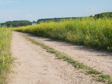 Близ оки - Одуванчиково на Blizoki.ru (Близоки.ру)