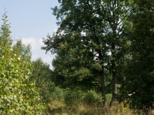 Близ оки - Приокская поляна на Blizoki.ru (Близоки.ру)