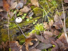 Близ оки - Романовские дворики 2 на Blizoki.ru (Близоки.ру)