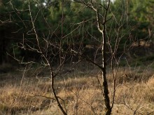 Близ оки - Сосенки на Blizoki.ru (Близоки.ру)