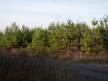 Близ оки - Сосенки на Blizoki.ru (Близоки.ру)