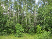 Близ оки - У семи прудов на Blizoki.ru (Близоки.ру)