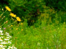 Близ оки - Велегож-Парк Смарт на Blizoki.ru (Близоки.ру)