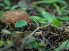 Близ оки - Велегож Парк Комфорт 2 на Blizoki.ru (Близоки.ру)