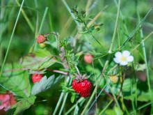 Близ оки - Велегож Парк Комфорт 2 на Blizoki.ru (Близоки.ру)