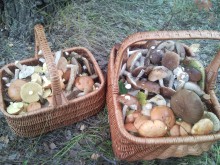 Близ оки - Велегож Парк Комфорт 2 на Blizoki.ru (Близоки.ру)