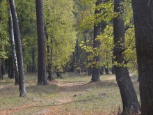 Близ оки - Велегож Парк Комфорт 2 на Blizoki.ru (Близоки.ру)