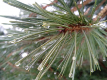 Близ оки - Велегож Парк Комфорт 2 на Blizoki.ru (Близоки.ру)