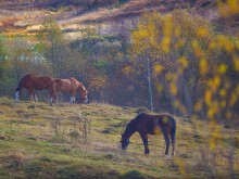 Близ оки - Серёжки-на-холме на Blizoki.ru (Близоки.ру)