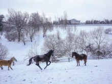 Близ оки - Открытово (Велегож Парк) на Blizoki.ru (Близоки.ру)