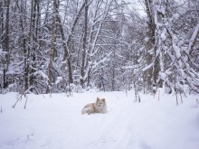Близ оки - Открытово (Велегож Парк) на Blizoki.ru (Близоки.ру)