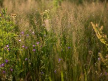 Близ оки - Верхняя Искань на Blizoki.ru (Близоки.ру)