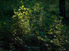 Близ оки - Верхняя Искань на Blizoki.ru (Близоки.ру)