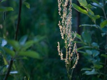 Близ оки - Верхняя Искань на Blizoki.ru (Близоки.ру)