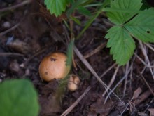 Близ оки - Верхняя Искань на Blizoki.ru (Близоки.ру)